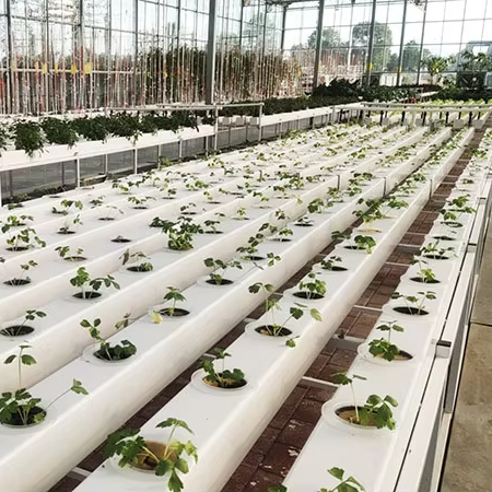 Hydroponic Nft Channel - Systèmes de culture hydroponique commerciaux, canaux